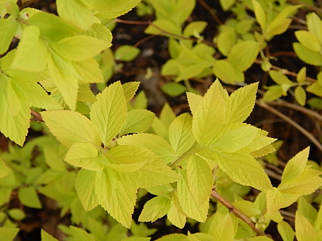 spirea2