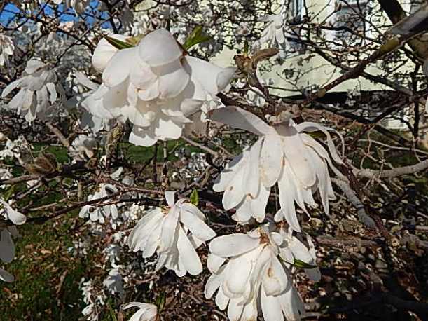 star magnolia