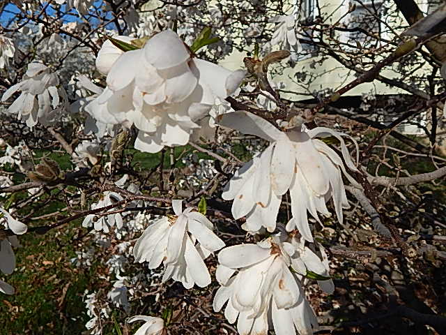 star magnolia