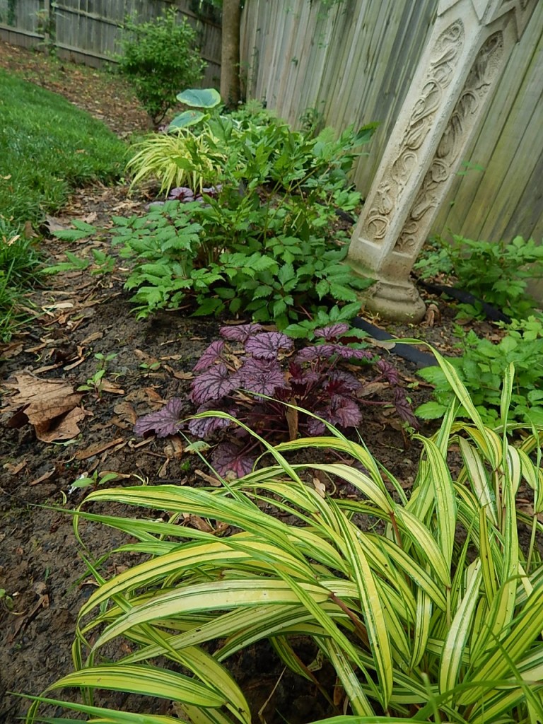 2015 shade garden purple