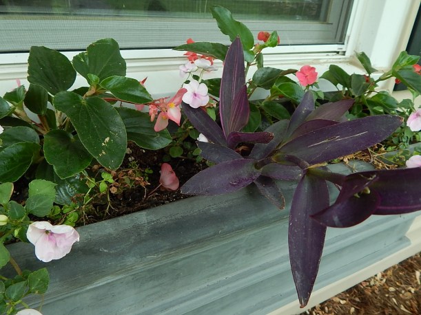 2015 Window box purple