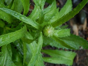 Buds Shasta Daisy