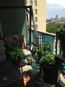Patio tomatoes thrive 15 stories up. Small space gardening is becoming more common.