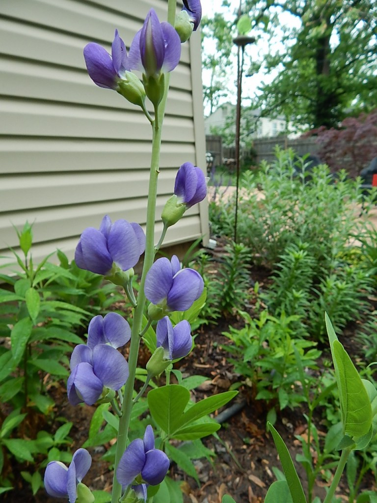 GBBD 6 May (960x1280)