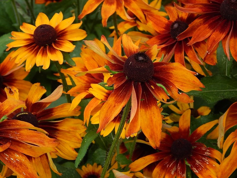 Black eyed susans at Kemper