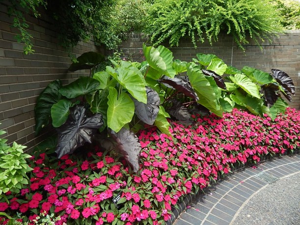 Elephant ears and vinca