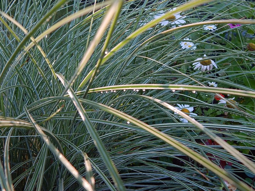 Raindrops cling to gracefully arching spears of green and white ribbon grass.