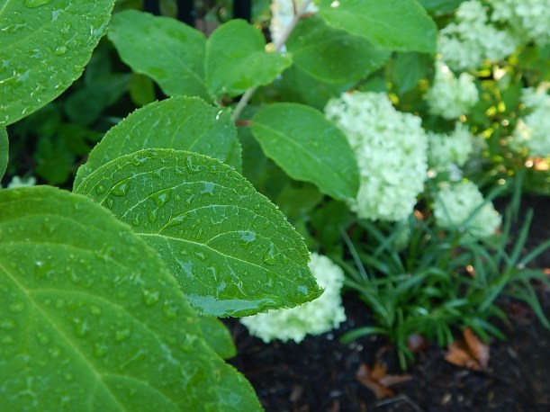 hydrangea leaves
