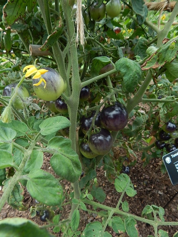 Indigo Rose tomatos