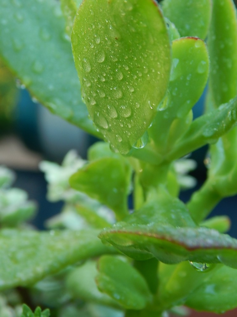 The jade plant in this container has received a lot of moisture this summer but does not seem not be suffering from it.