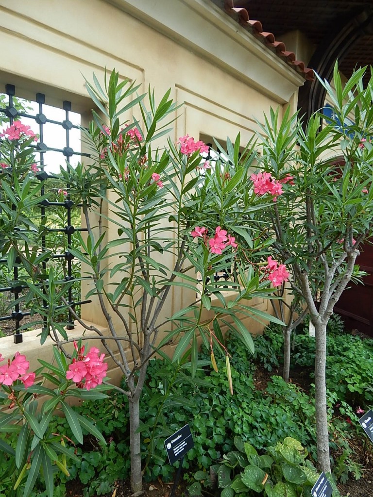 Oleanders