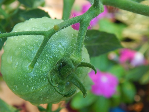 One of the few patio tomatoes the squirrels have not yet found.
