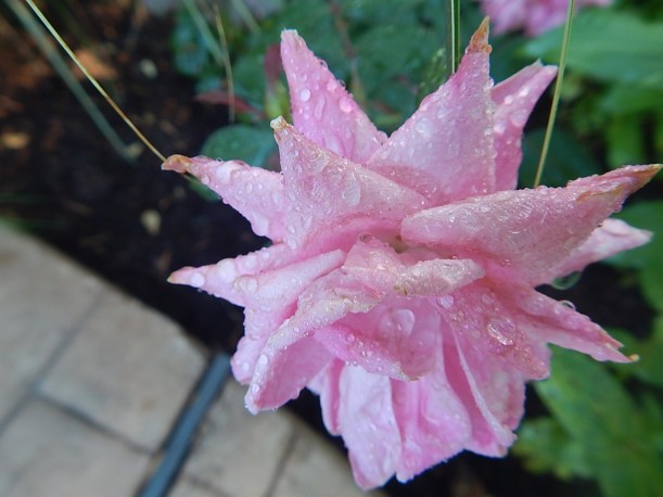 Clinging rain drops enhance the beauty of this fading rose.
