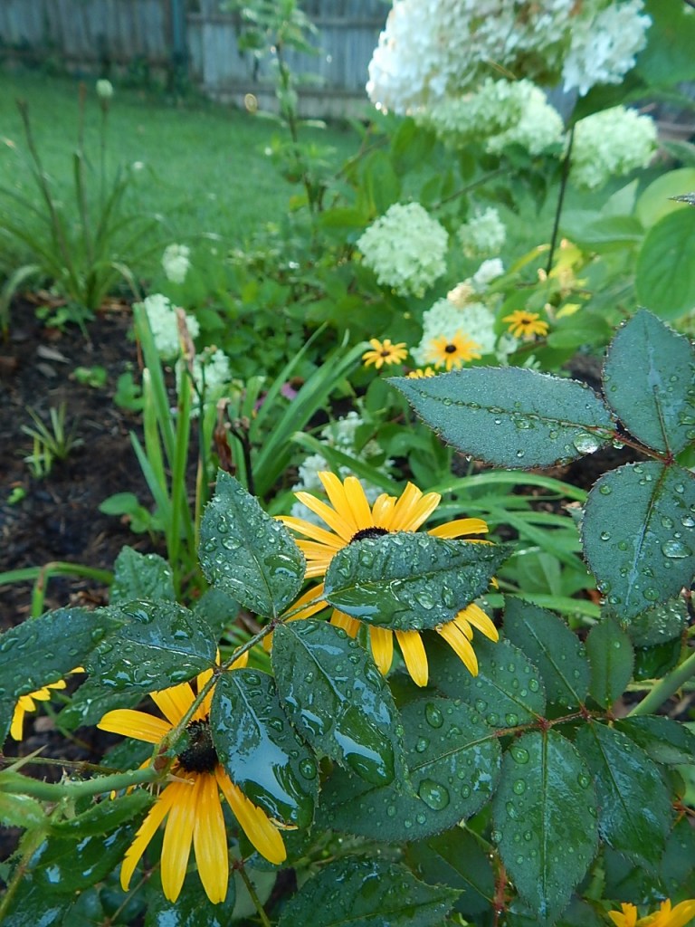 Rose leaves are especially photogenic after a rain.