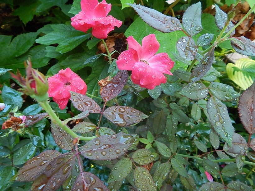 The roses seem to be thriving in the hot temperatures and humidity.