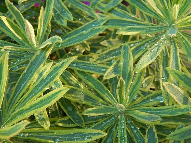 Spurge Ascot Rainbow