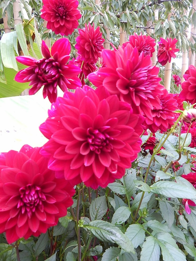 Dahlias hortus (960x1280)