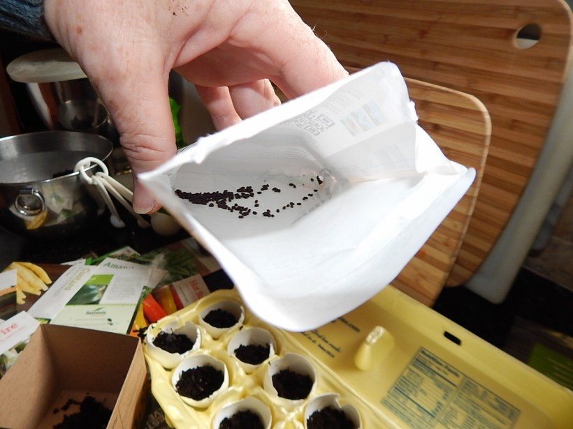 Basil seeds (1280x960)