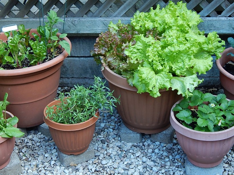 Edibles in pots(1280x960)