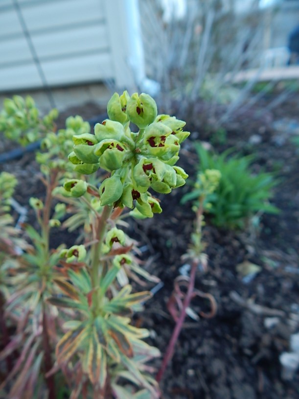 Euphorbia (960x1280)