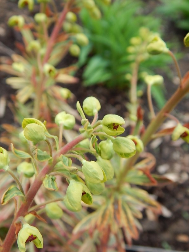 euphorbia in bloom (768x1024)