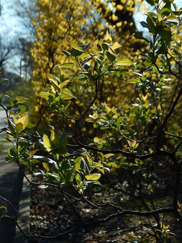 forsythia (3) (960x1280)