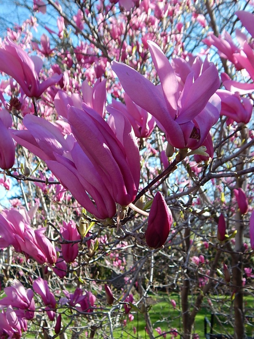 magnolia spring 16 (960x1280)