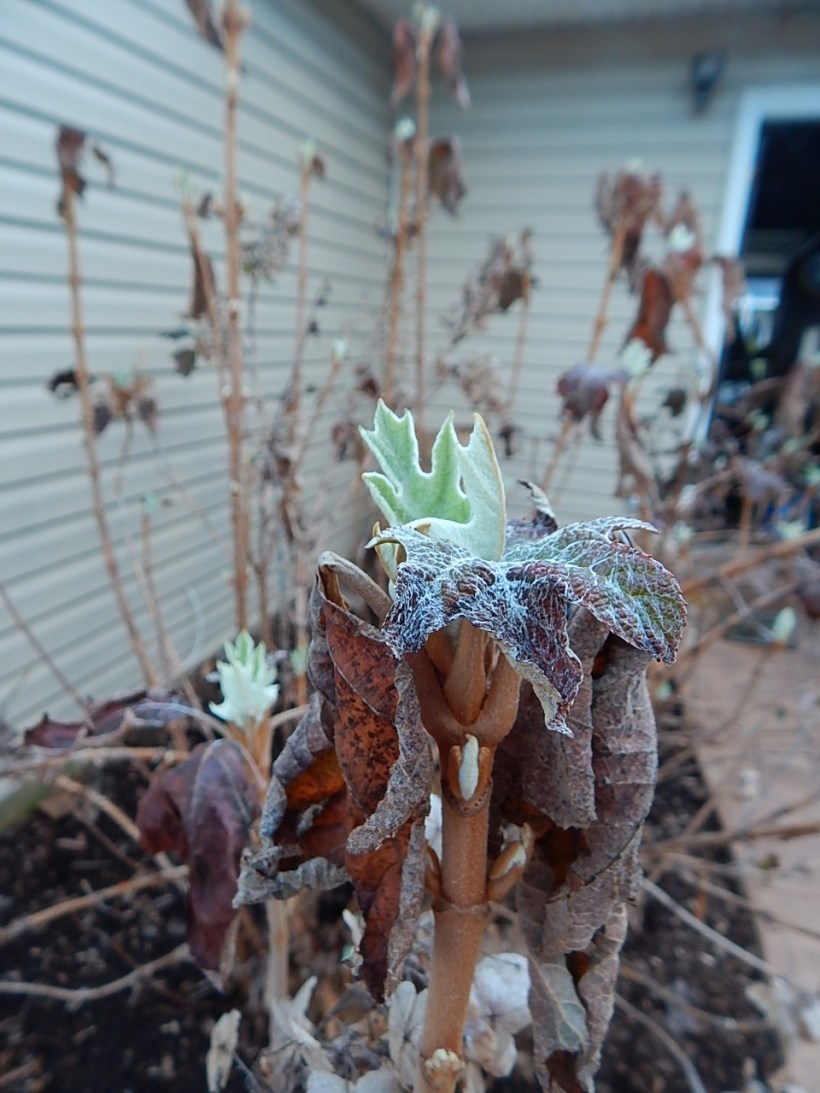 oakleaf emerging (960x1280)