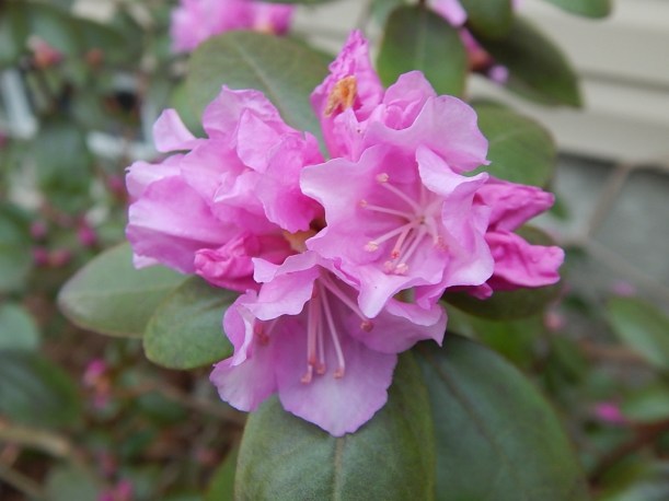 Rhodo in bloom March 20 (1024x768)