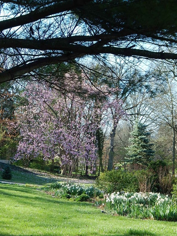 Street view spring (960x1280)
