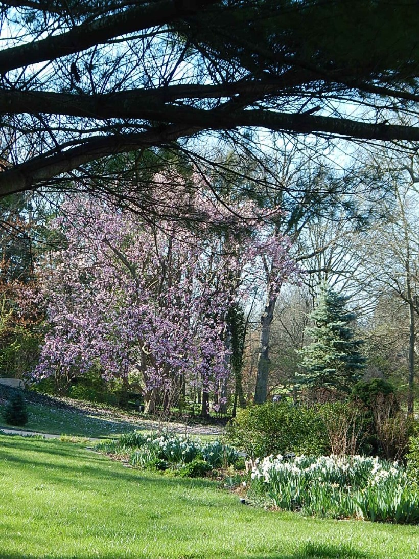 Street view spring (960x1280)