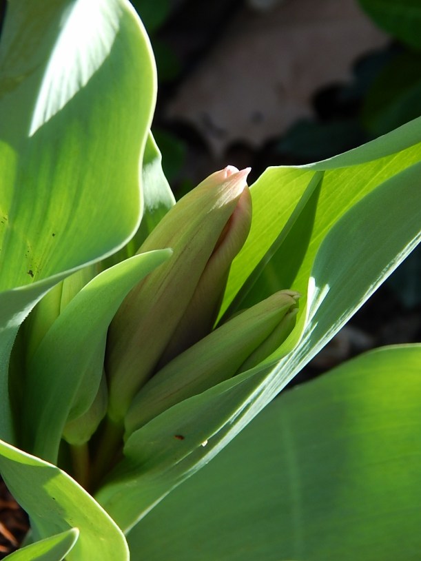 Tulip buds (960x1280)