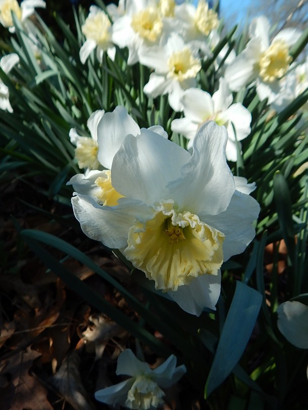 White daffodil (960x1280)