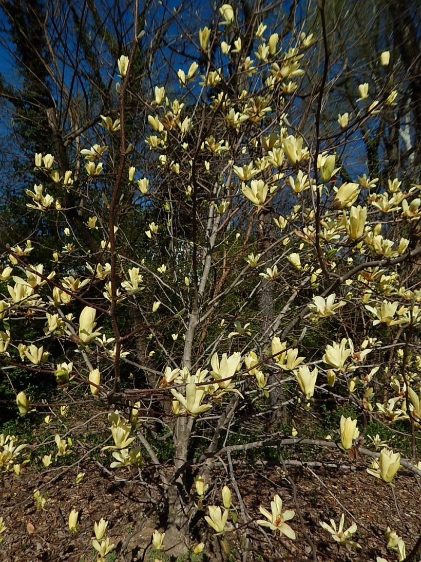 yellow magnolia (960x1280)