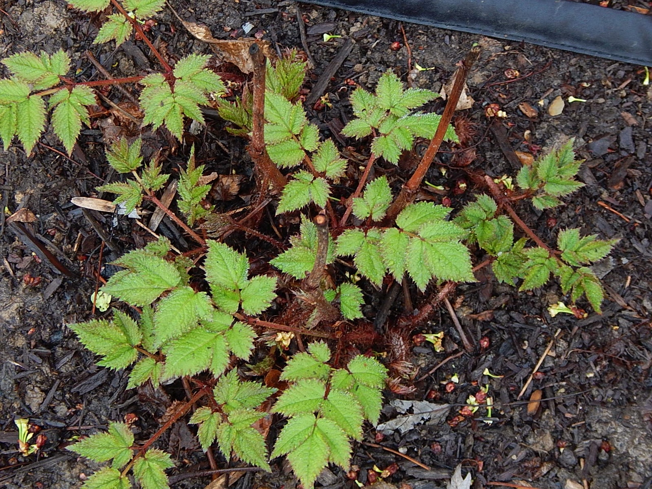 Astilbe April (1280x960)