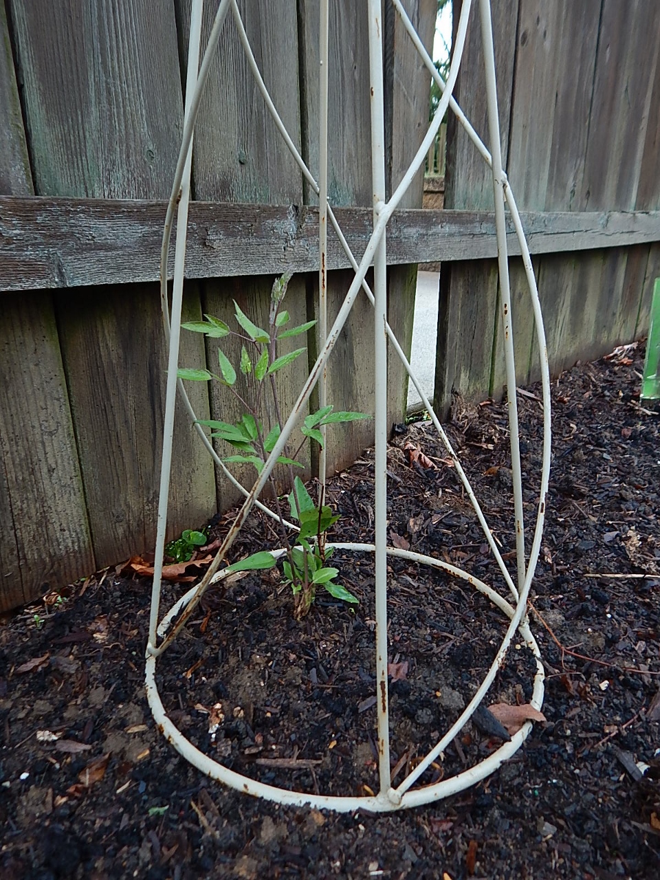 Clematis April (960x1280)