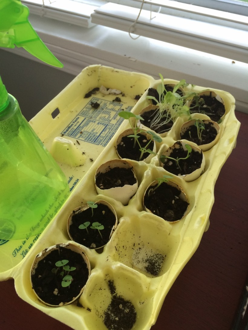 egg carton growing (960x1280)
