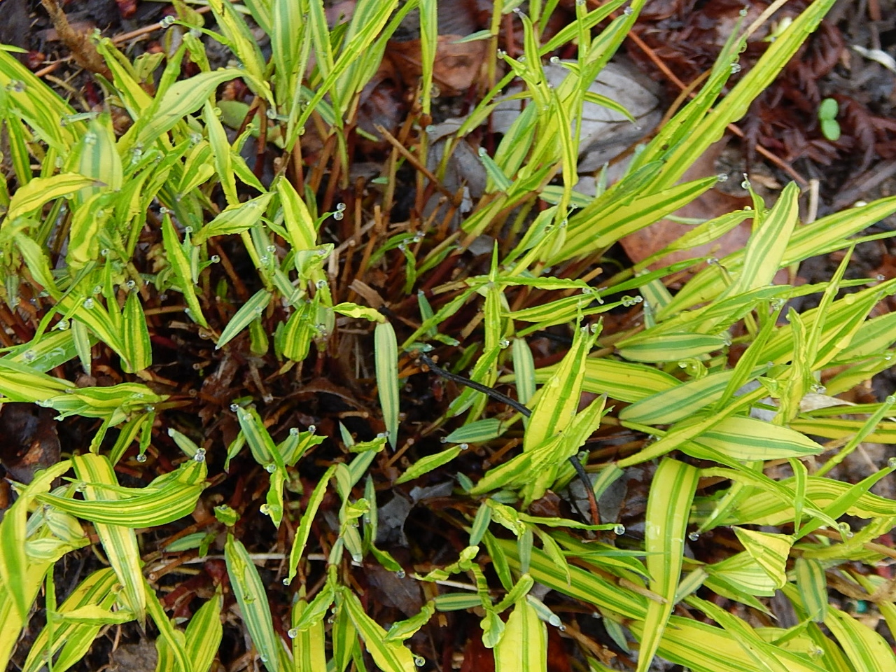 Japanese Forest Grass (1280x960)