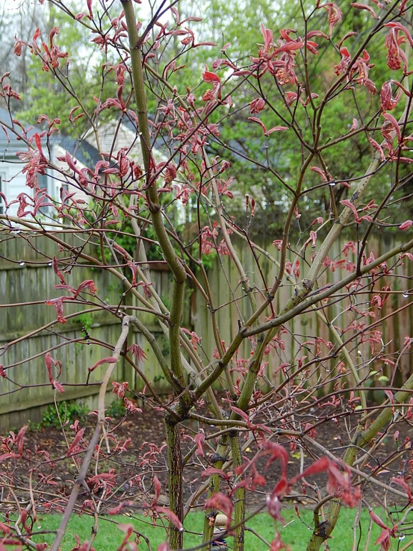 Japanese Maple April (2) (960x1280)