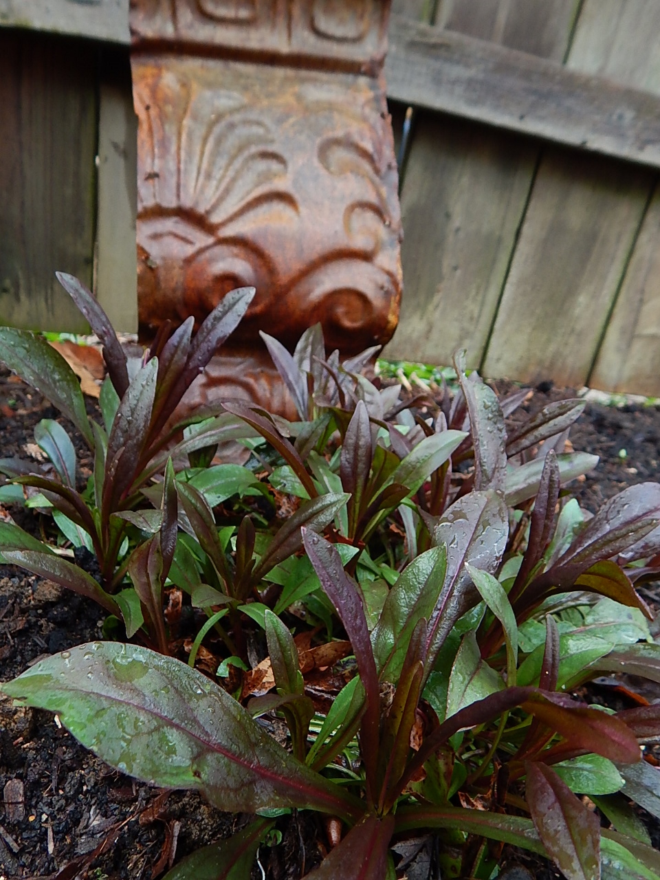 Penstemon April (960x1280)