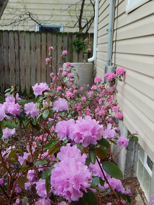 Rain barrel and rhodos (960x1280)