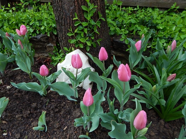 Tulips April (1280x960)