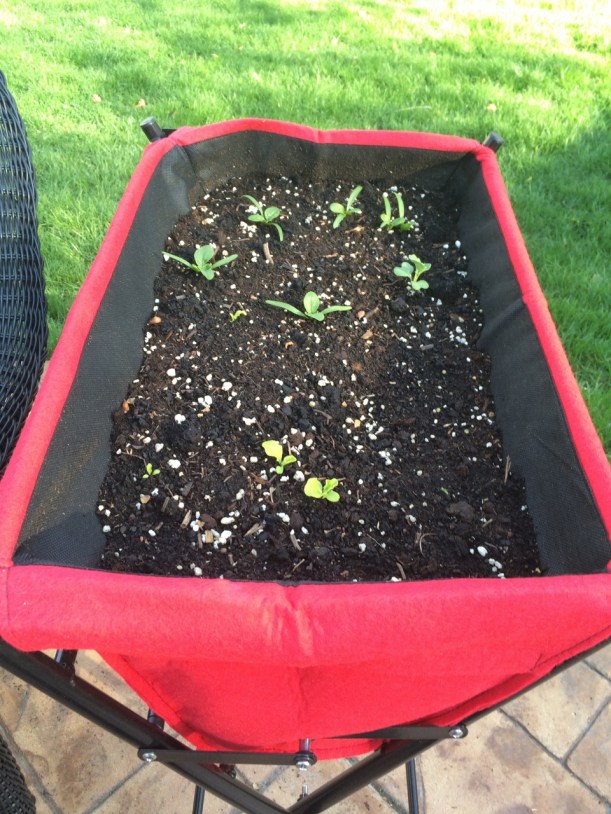 Veg Trug April (960x1280)