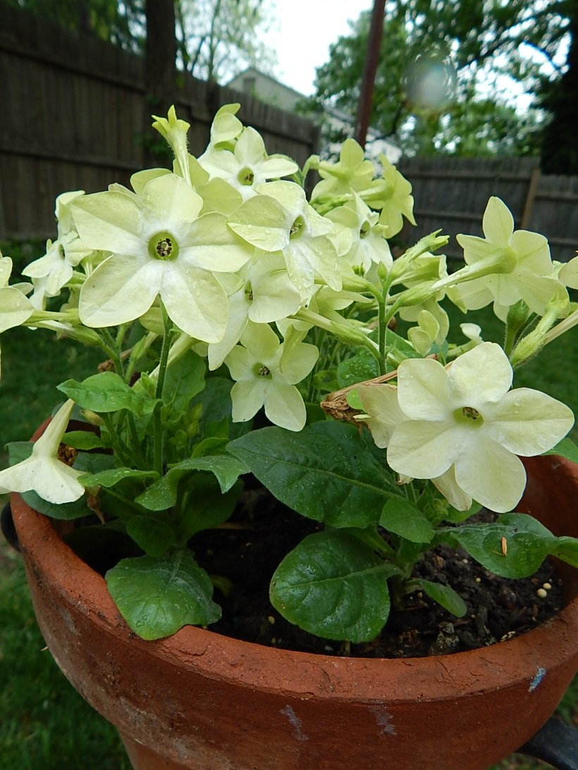2015 nicotiana