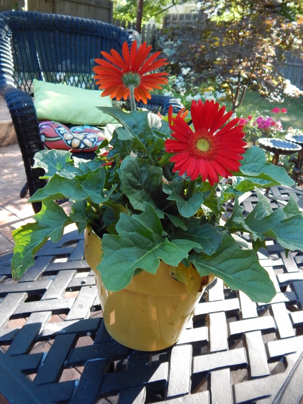 Gerbera pot (600x800)