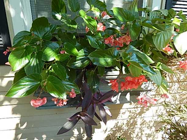 Trailing begonia 2