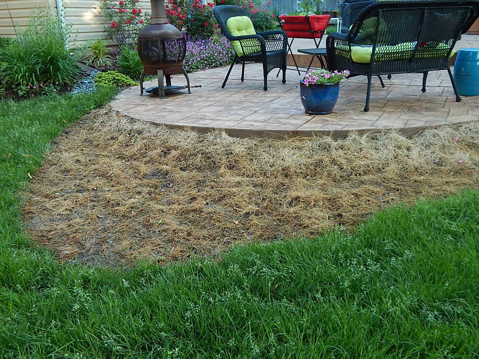 Paperbark maple site prep