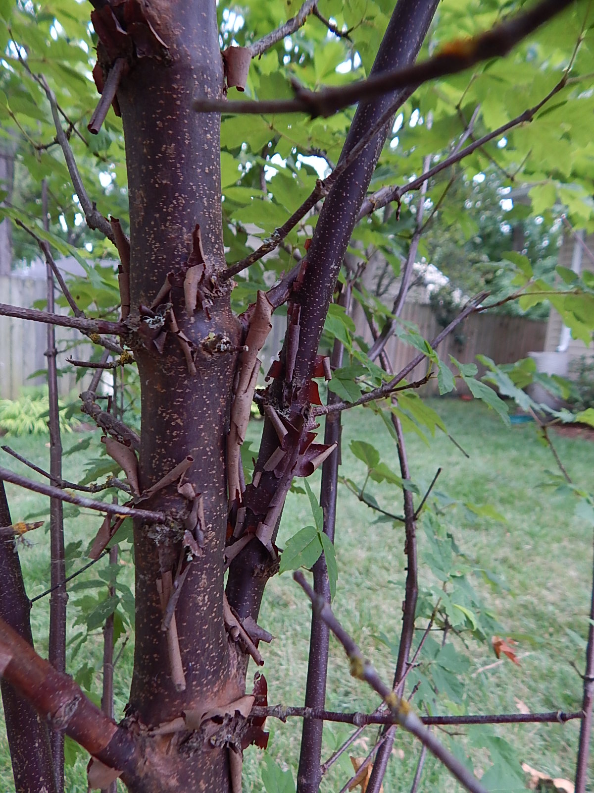 peeling bark maple