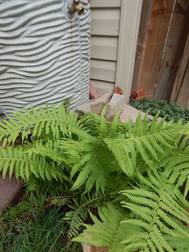 Fern by rainbarrel