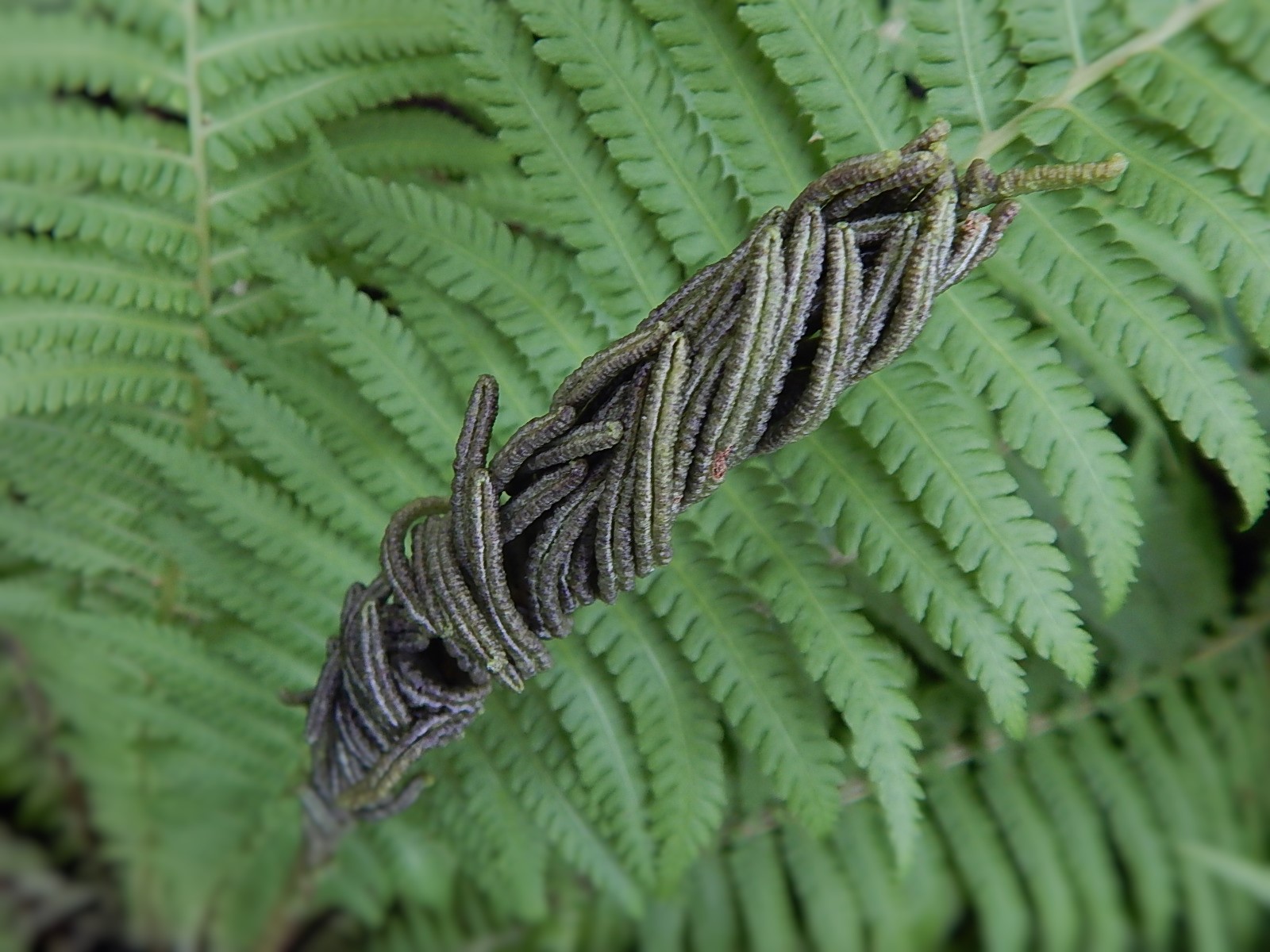 fern fertile frond close up